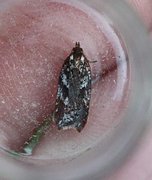 Kystflatvikler (Acleris hyemana)