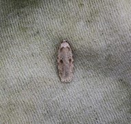 Agonopterix arenella