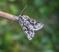 Vivendelfly (Xylocampa areola)