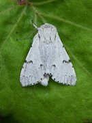 Hvitt kveldfly (Acronicta leporina)
