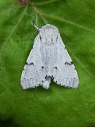 Hvitt kveldfly (Acronicta leporina)