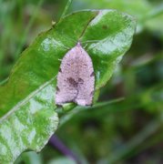 Skogbladvikler (Lozotaenia forsterana)