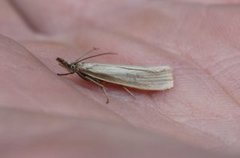 Sølvnebbmott (Crambus perlella)