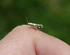 Argyresthia brockeella