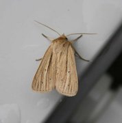 Brungult gressfly (Mythimna impura)