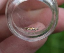 Oreblomstmøll (Argyresthia goedartella)