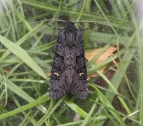 Stort lyngheifly (Aporophyla nigra)