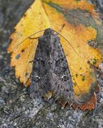 Stort lyngheifly (Aporophyla nigra)