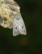 Brungrått høstfly (Agrochola lota)