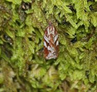 Kystflatvikler (Acleris hyemana)