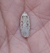 Agonopterix ocellana