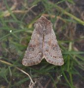 Plettseljefly (Orthosia populeti)