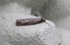 Smalvingemåler (Pachycnemia hippocastanaria)