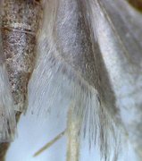 Agonopterix heracliana