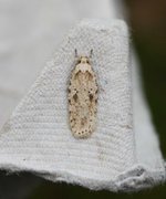 Agonopterix arenella