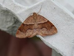 Bred skumringsmåler (Plagodis pulveraria)