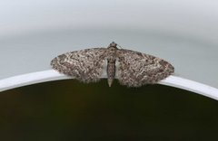 Vinkeldvergmåler (Eupithecia vulgata)