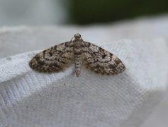 Grandvergmåler (Eupithecia tantillaria)