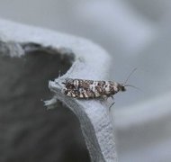 Stripet grankveldvikler (Epinotia tedella)