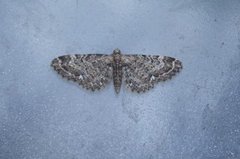 Vinkeldvergmåler (Eupithecia vulgata)