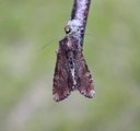 Kileengfly (Apamea crenata)