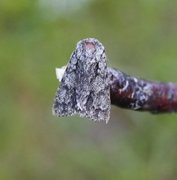 Broket kveldfly (Acronicta auricoma)