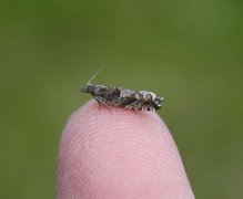 Røsslyngsigdvikler (Ancylis unguicella)