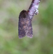 Skyggefly (Rusina ferruginea)