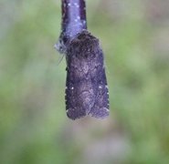 Skyggefly (Rusina ferruginea)