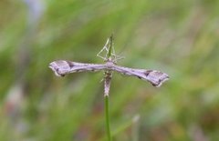 Hestehovfjærmøll (Platyptilia gonodactyla)