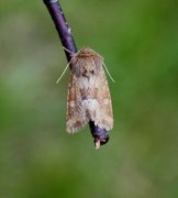 Rødgult engfly (Oligia fasciuncula)