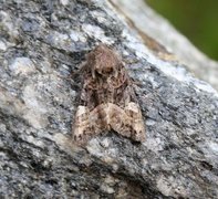 Lyktebærerfly (Euplexia lucipara)