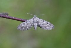 Lyngdvergmåler (Eupithecia nanata)