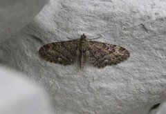 Vinkeldvergmåler (Eupithecia vulgata)