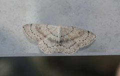 Bjørkeløvmåler (Cyclophora albipunctata)