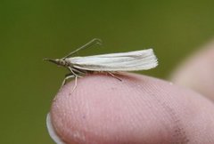 Sølvnebbmott (Crambus perlella)