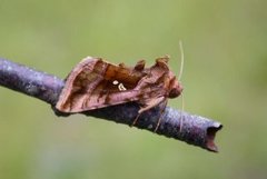 Rødbrunt metallfly (Autographa jota)