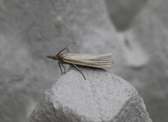 Sølvnebbmott (Crambus perlella)