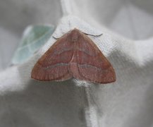 Barskogmåler (Hylaea fasciaria)