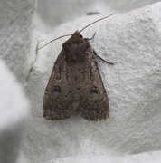 Krattfly (Graphiphora augur)