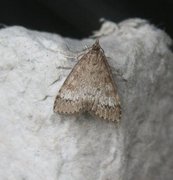 Brun engmott (Udea inquinatalis)