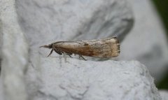 Brednebbmott (Pediasia truncatellus)