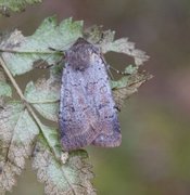 Barskogfly (Protolampra sobrina)