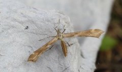 Ryllikfjærmøll (Gillmeria pallidactyla)