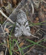 Smellefjellfly (Lasionycta proxima)