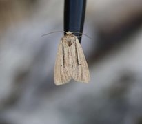 Brungult gressfly (Mythimna impura)