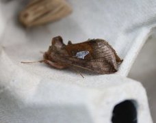 Storflekket metallfly (Autographa bractea)