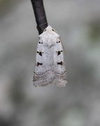 Grått kilefly (Eugnorisma glareosa)