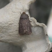 Grått pyramidefly (Amphipyra tragopoginis)