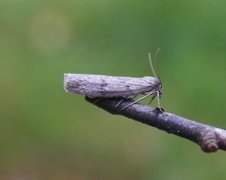 Smalvingemåler (Pachycnemia hippocastanaria)